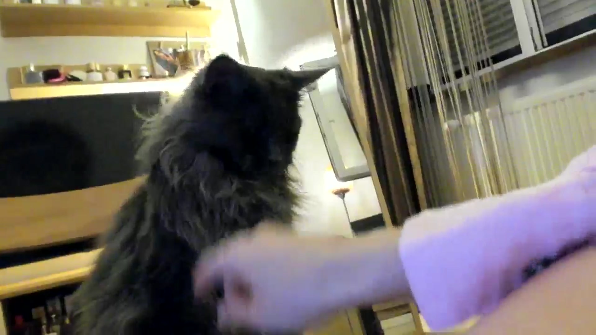 Gallery image thumbnail from SashaLopez's myfreecams stream on, 07/27/2024, 21:21 image 11 of 20