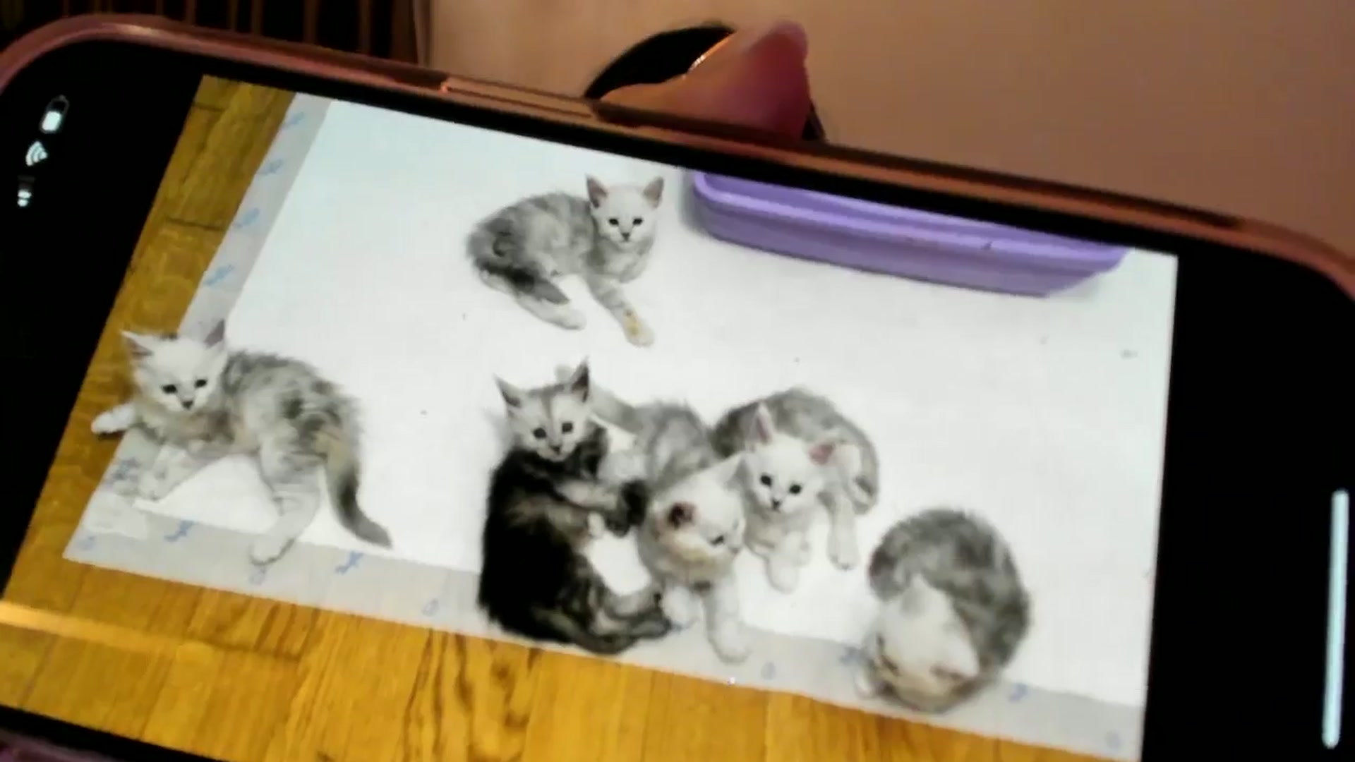 Gallery image thumbnail from SashaLopez's myfreecams stream on, 07/28/2024, 21:14 image 7 of 20