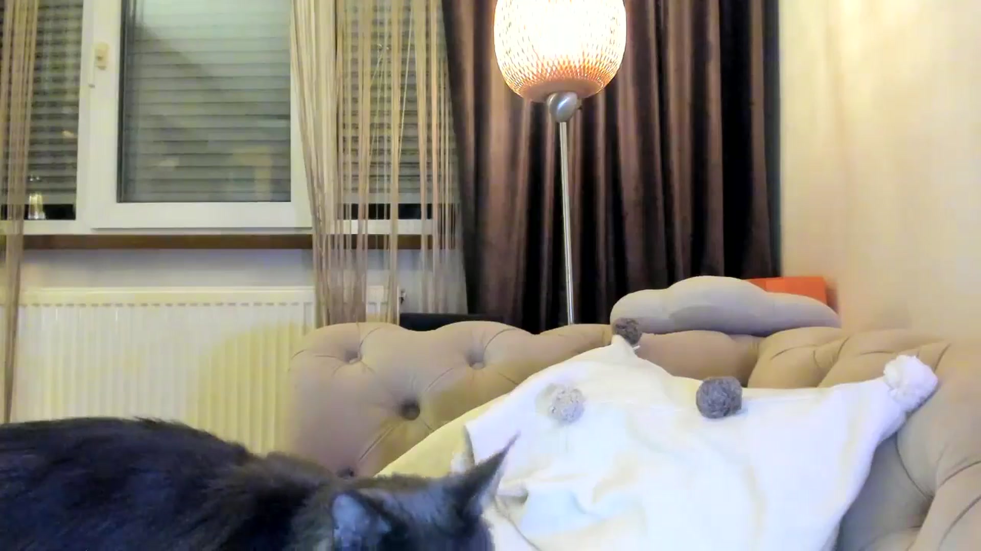 Gallery image thumbnail from SashaLopez's myfreecams stream on, 09/18/2024, 23:23 image 7 of 20