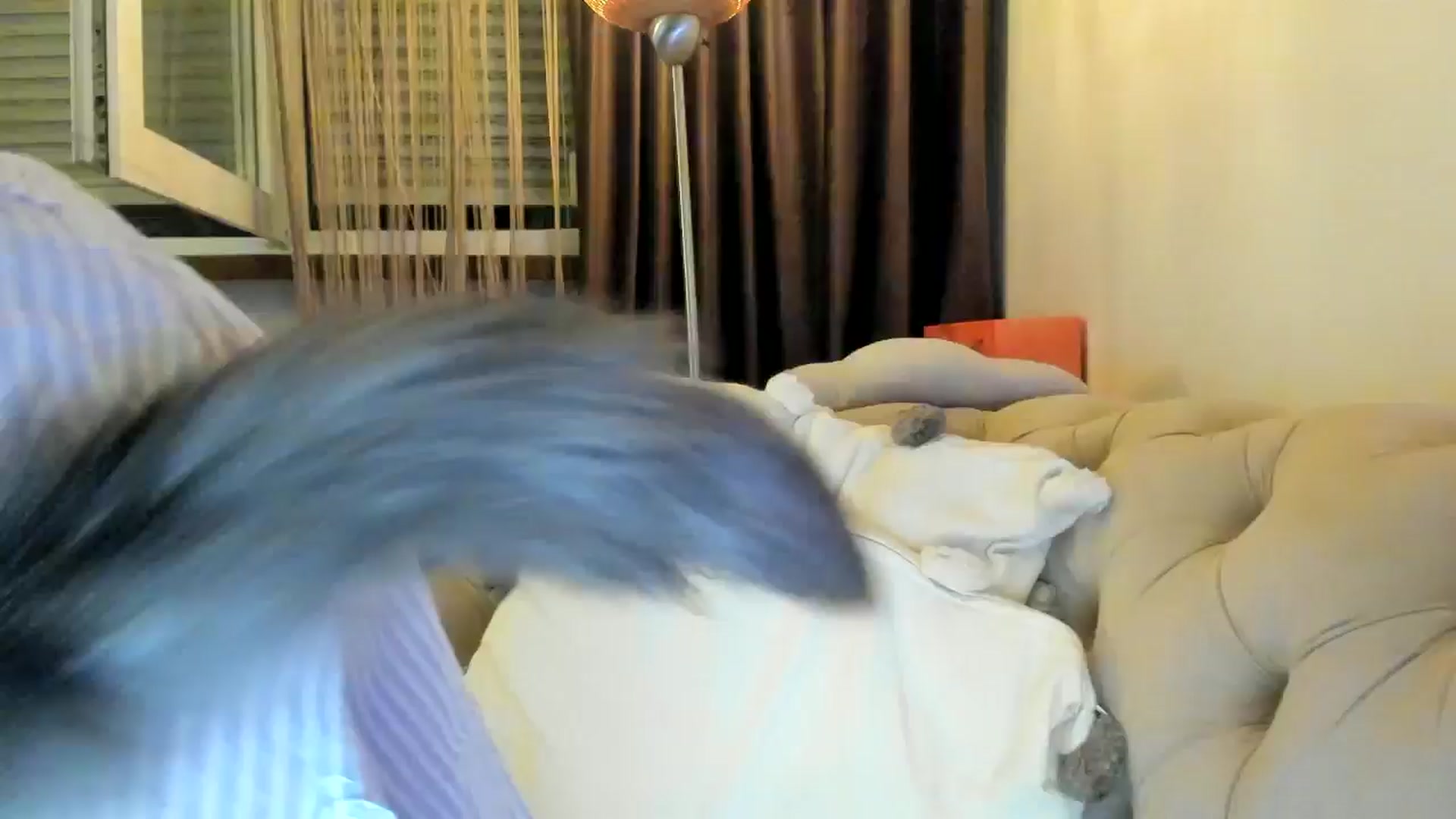 Gallery image thumbnail from SashaLopez's myfreecams stream on, 09/28/2024, 21:31 image 12 of 20