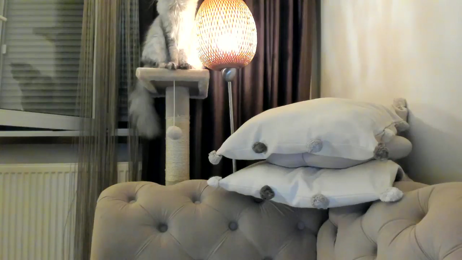 Gallery image thumbnail from SashaLopez's myfreecams stream on, 11/08/2024, 24:31 image 6 of 20