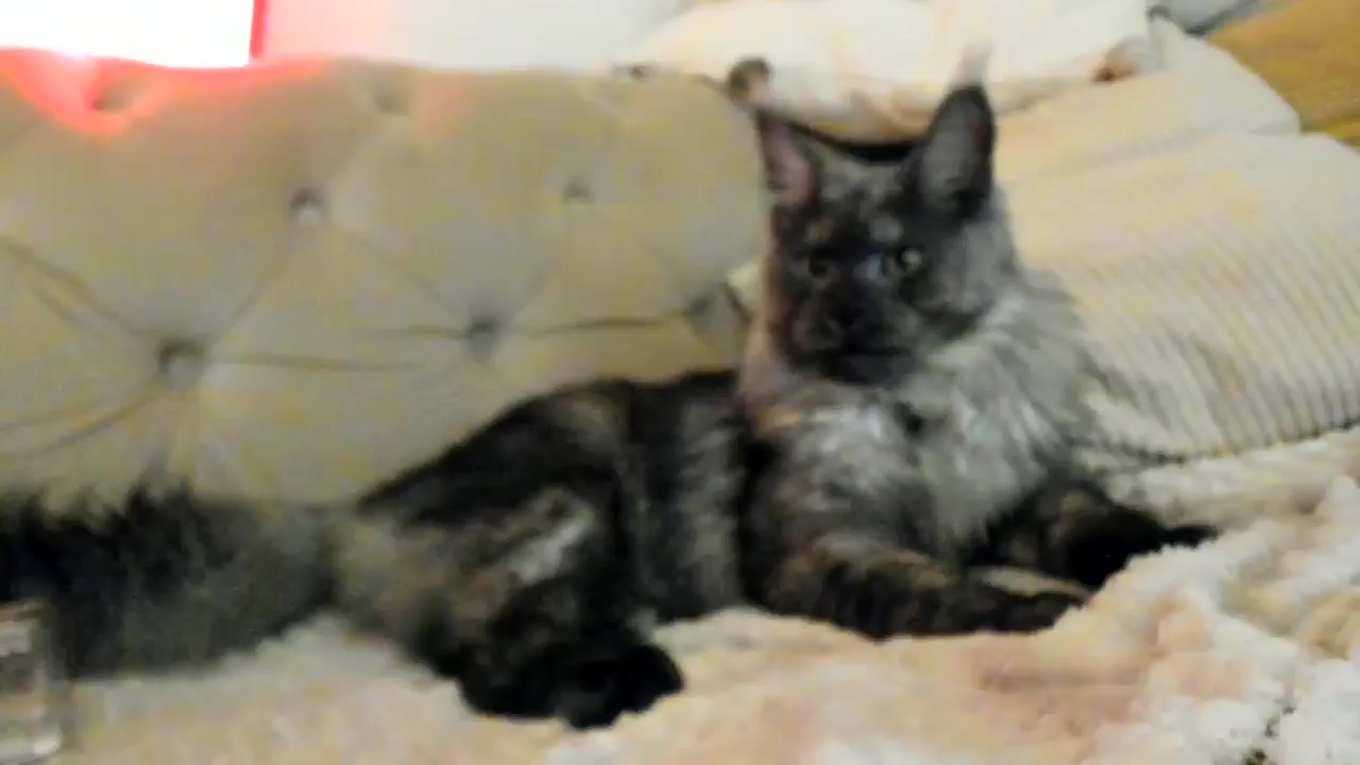 Gallery image thumbnail from SashaLopez's myfreecams stream on, 12/10/2024, 24:06 image 1 of 20