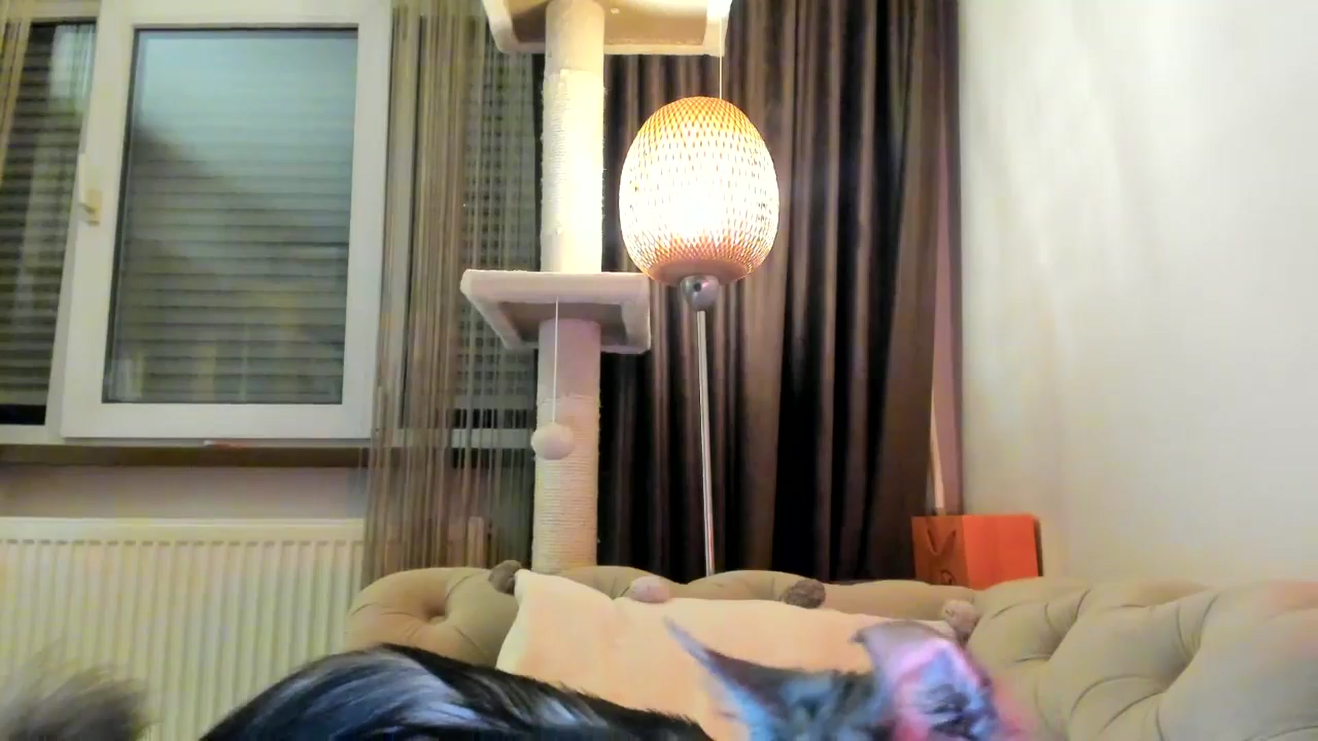 Gallery image thumbnail from SashaLopez's myfreecams stream on, 12/17/2024, 24:39 image 8 of 20