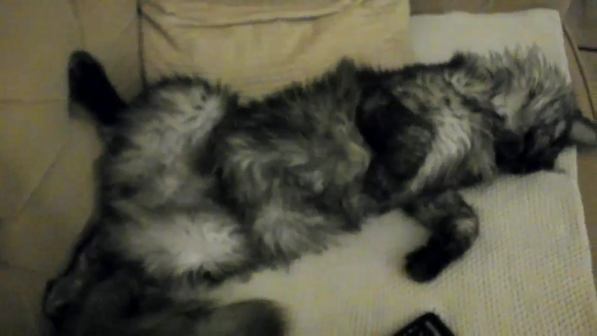 Gallery image thumbnail from SashaLopez's myfreecams stream on, 01/08/2025, 22:13 image 20 of 20