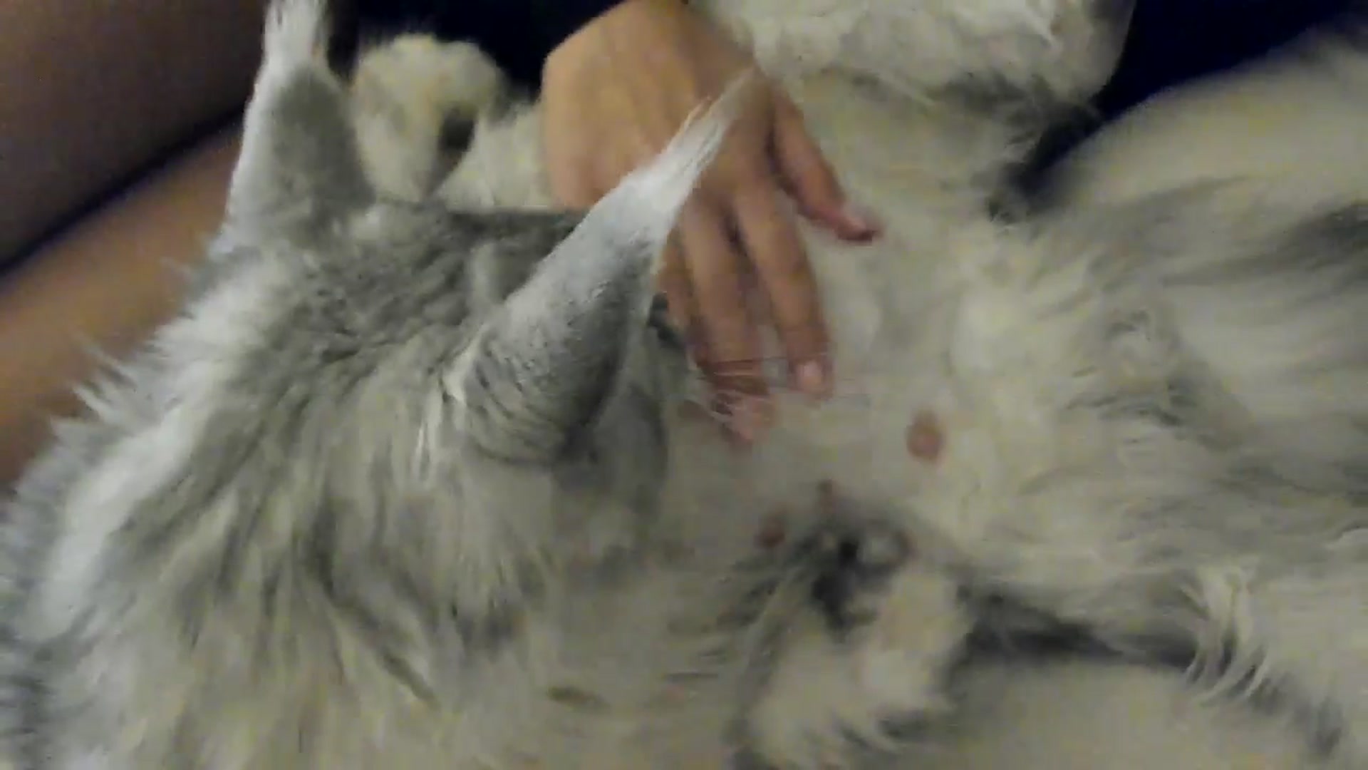 Gallery image thumbnail from SashaLopez's myfreecams stream on, 06/02/2025, 20:28 image 18 of 20