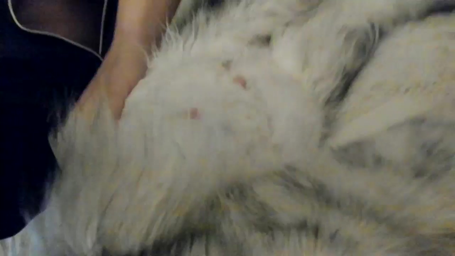 Gallery image thumbnail from SashaLopez's myfreecams stream on, 06/02/2025, 20:28 image 15 of 20