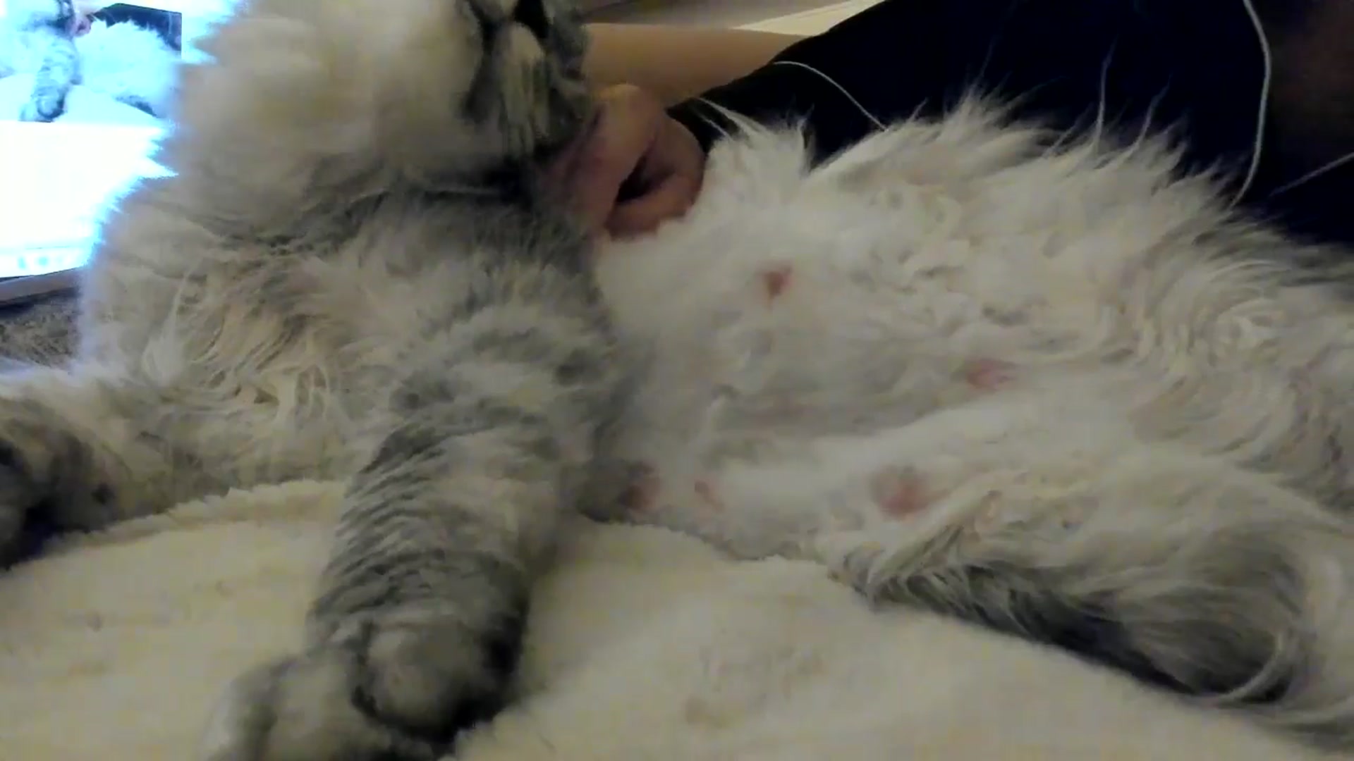 Gallery image thumbnail from SashaLopez's myfreecams stream on, 06/02/2025, 20:28 image 16 of 20