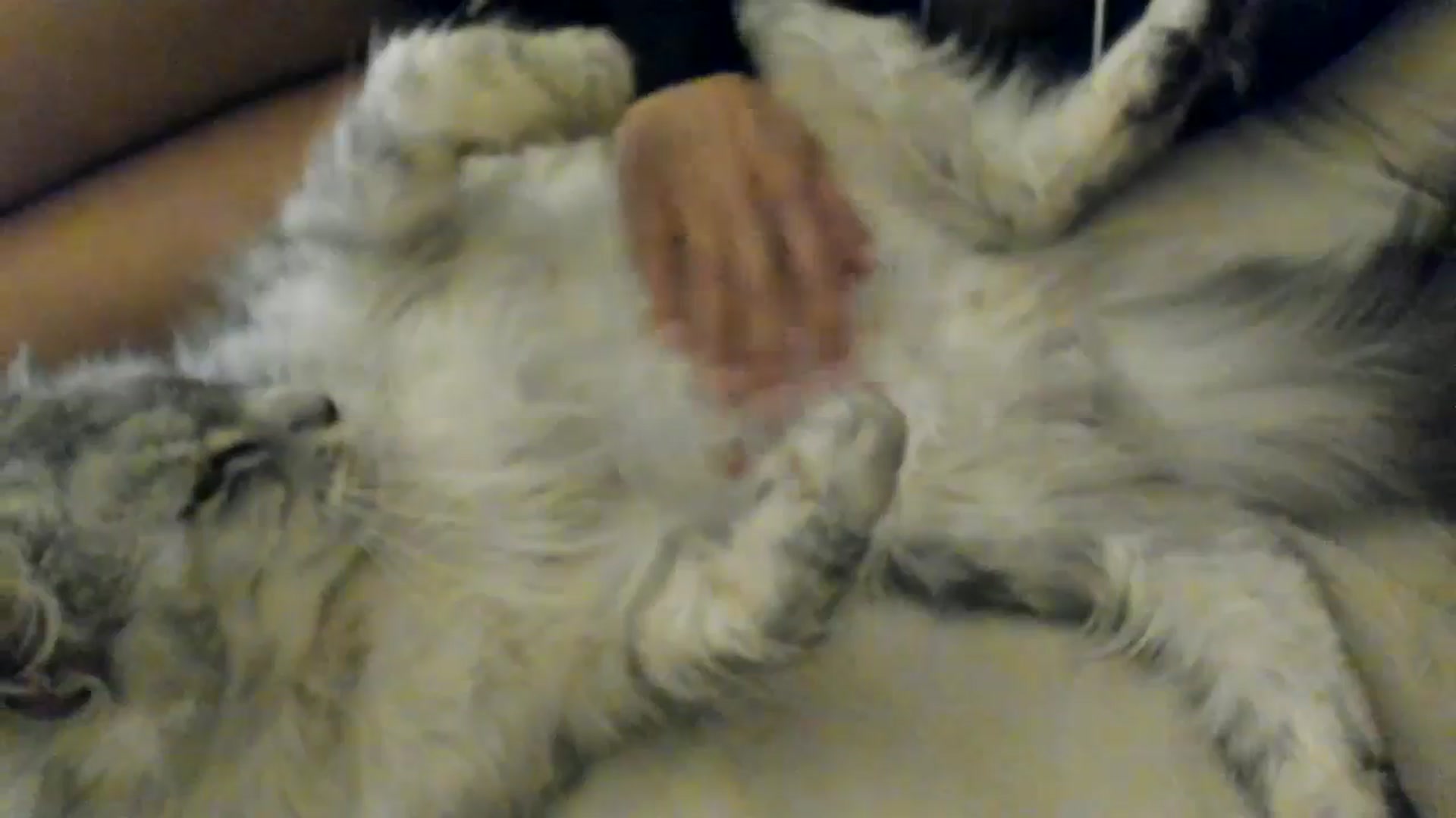 Gallery image thumbnail from SashaLopez's myfreecams stream on, 06/02/2025, 20:28 image 20 of 20
