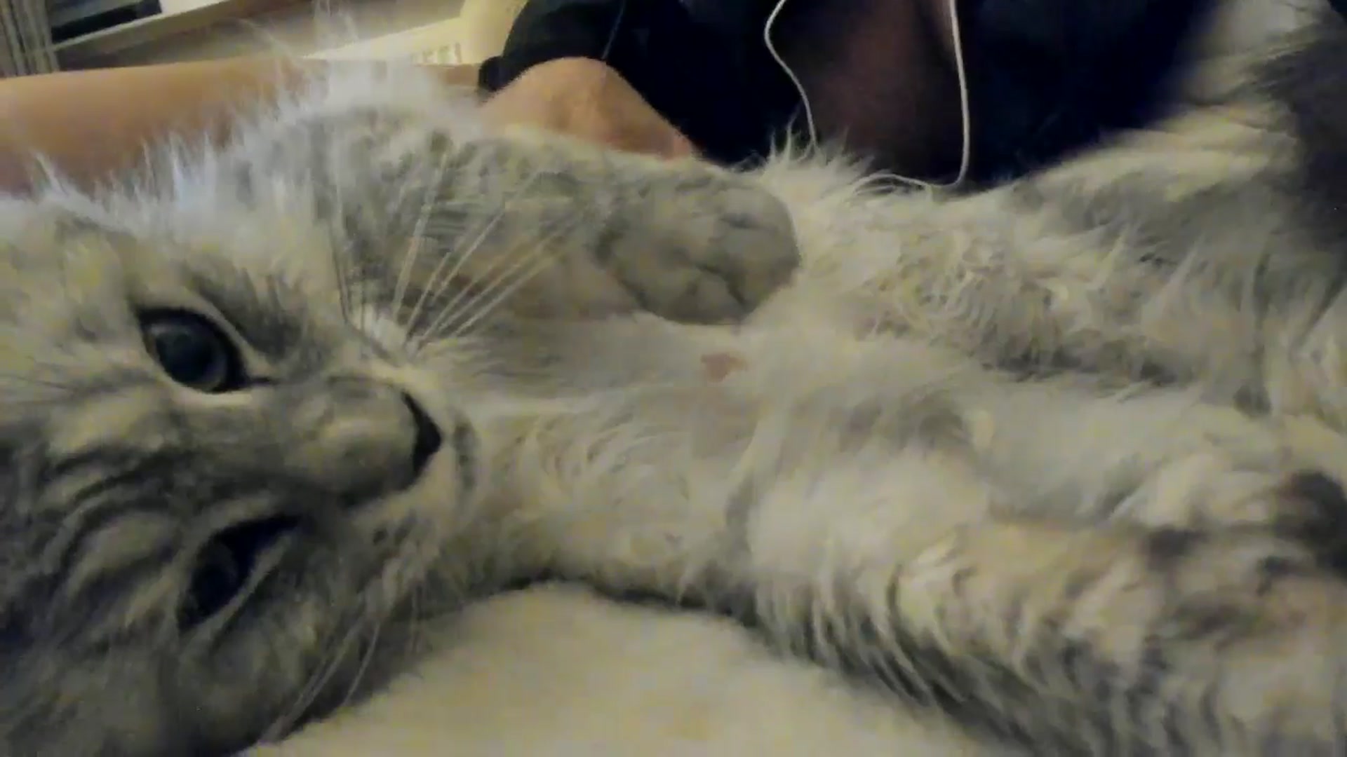 Gallery image thumbnail from SashaLopez's myfreecams stream on, 06/02/2025, 20:28 image 17 of 20