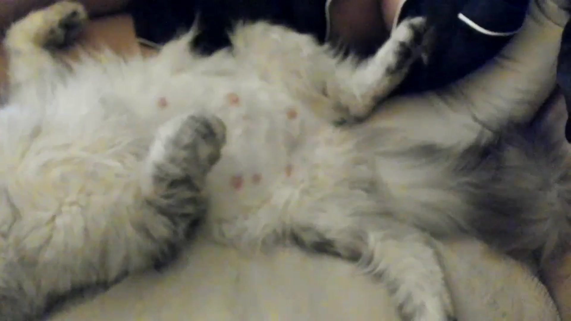 Gallery image thumbnail from SashaLopez's myfreecams stream on, 06/02/2025, 20:28 image 19 of 20