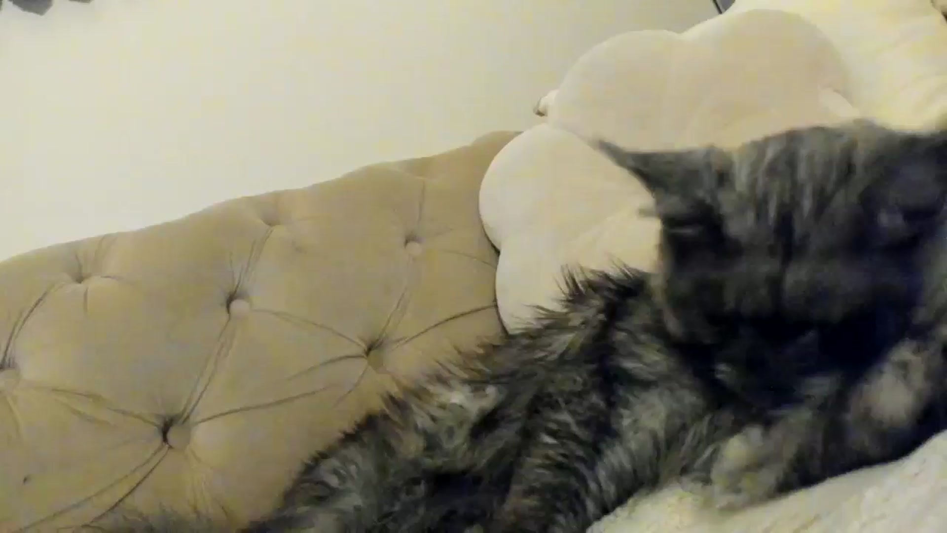 Gallery image thumbnail from SashaLopez's myfreecams stream on, 06/12/2025, 22:44 image 10 of 20