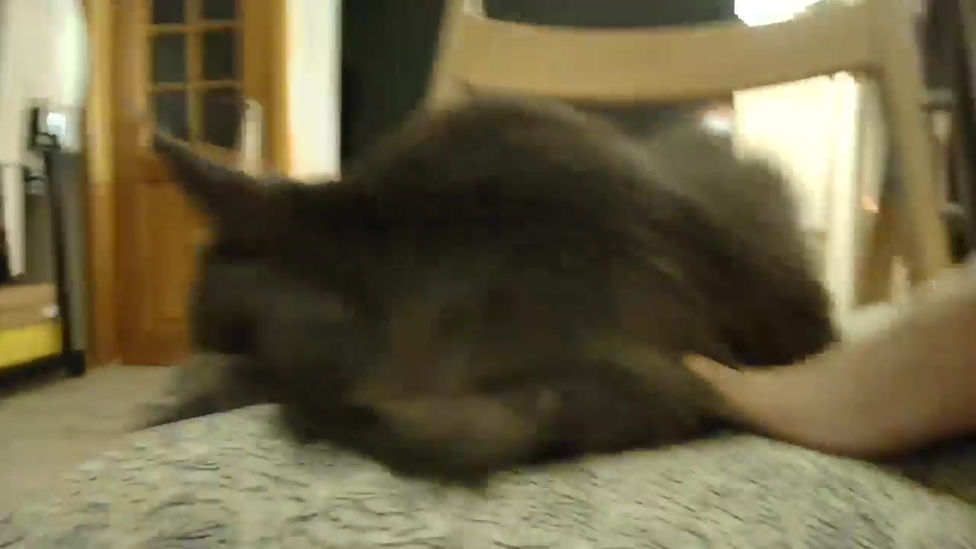 Gallery image thumbnail from SashaLopez's myfreecams stream on, 10/01/2025, 21:01 image 13 of 20