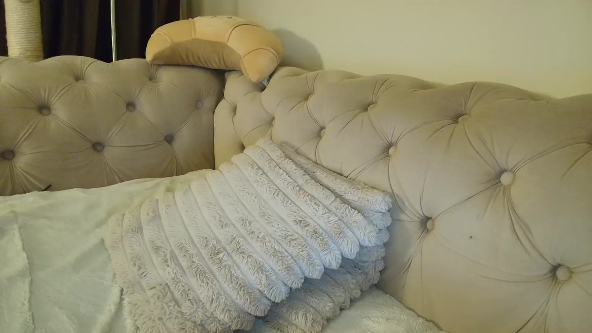 Gallery image thumbnail from SashaLopez's myfreecams stream on, 01/15/2026, 22:06 image 12 of 20