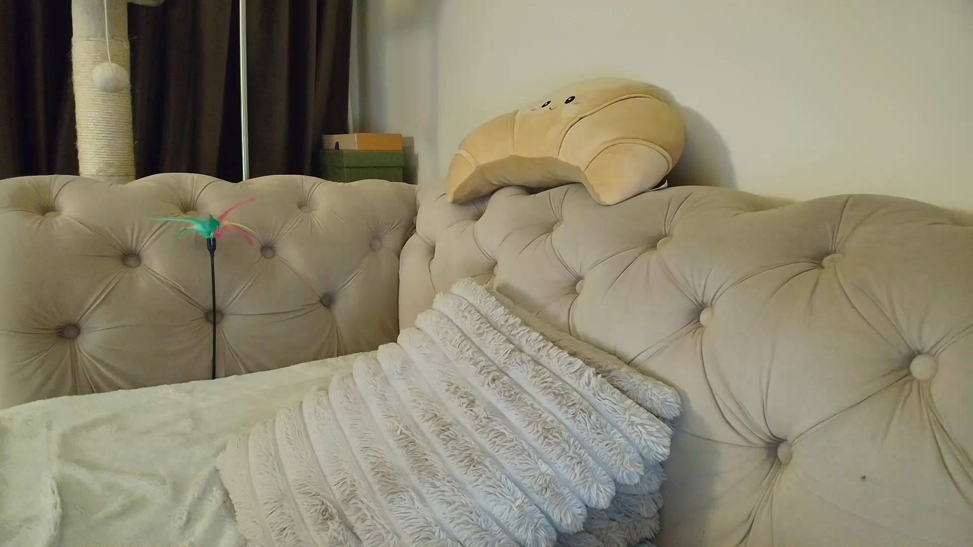 Gallery image thumbnail from SashaLopez's myfreecams stream on, 01/16/2026, 24:33 image 12 of 20