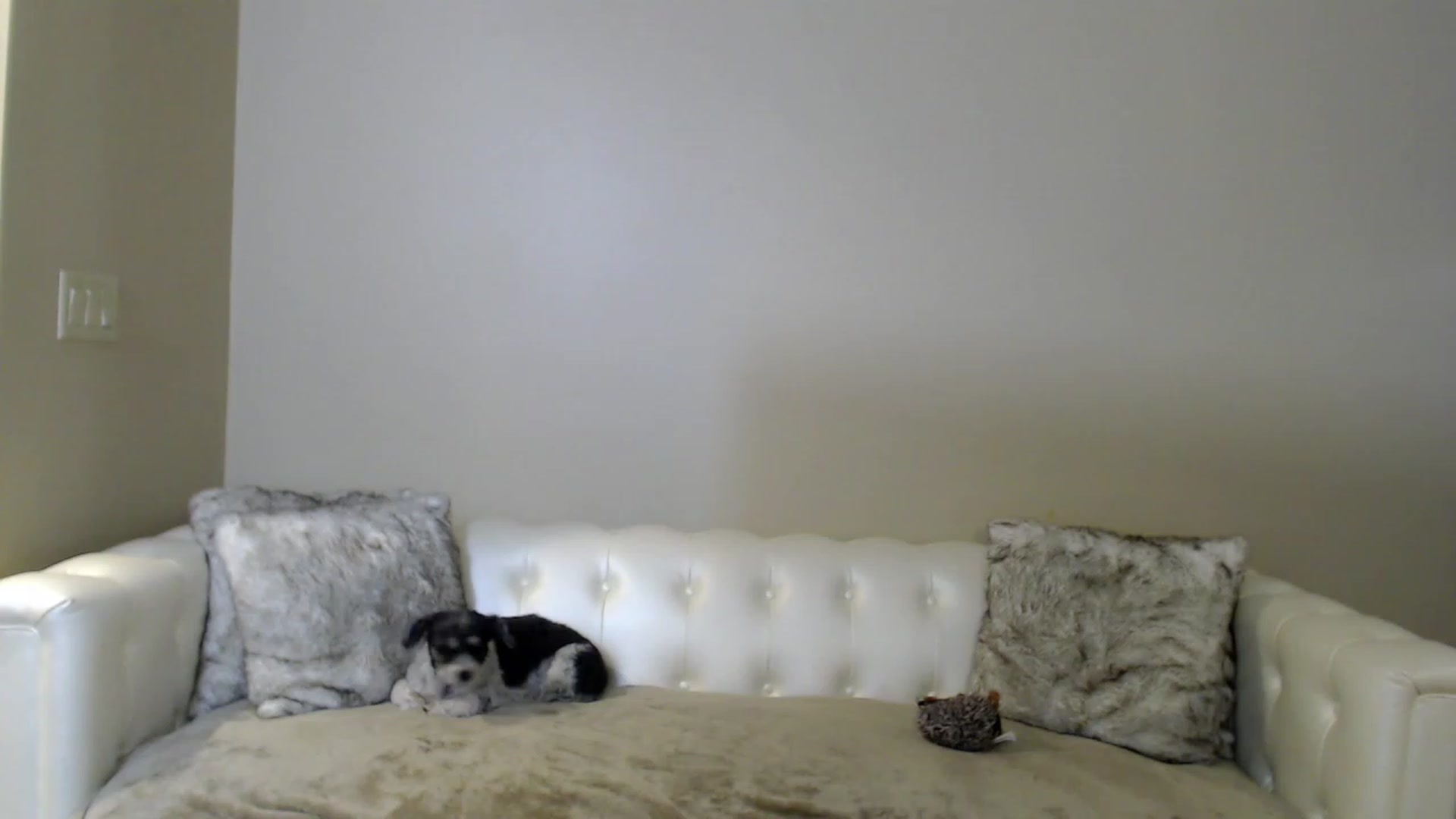 Gallery image thumbnail from SassyAF's myfreecams stream on, 12/10/2022, 07:36 image 9 of 20