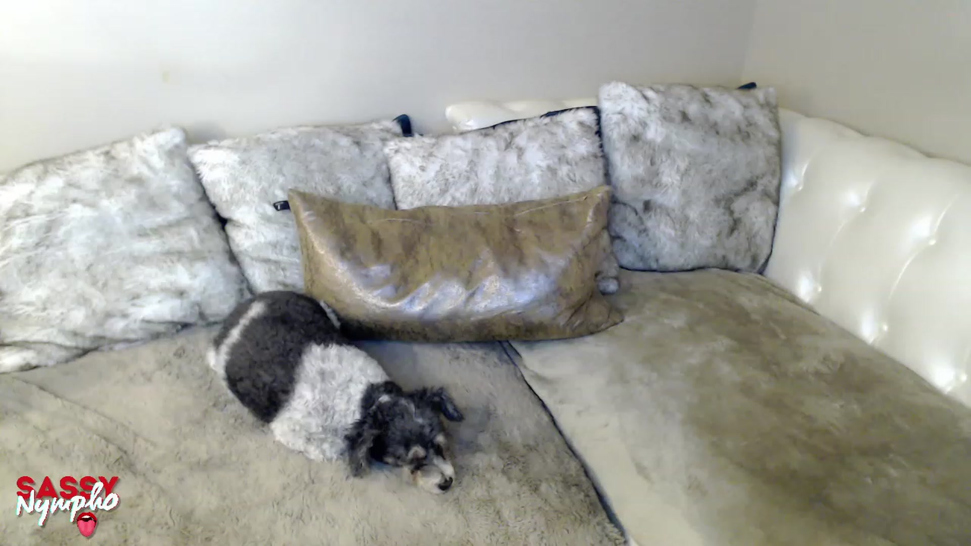 Gallery image thumbnail from Sassy_Nympho's myfreecams stream on, 01/22/2023, 12:52 image 2 of 20