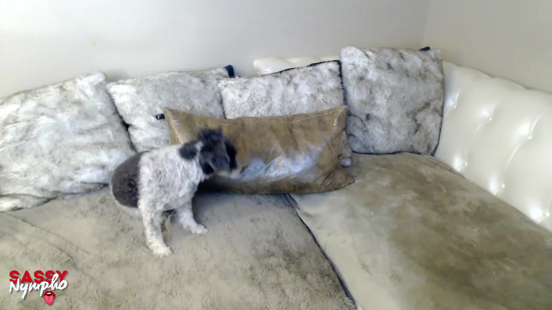 Gallery image thumbnail from Sassy_Nympho's myfreecams stream on, 01/22/2023, 12:52 image 1 of 20