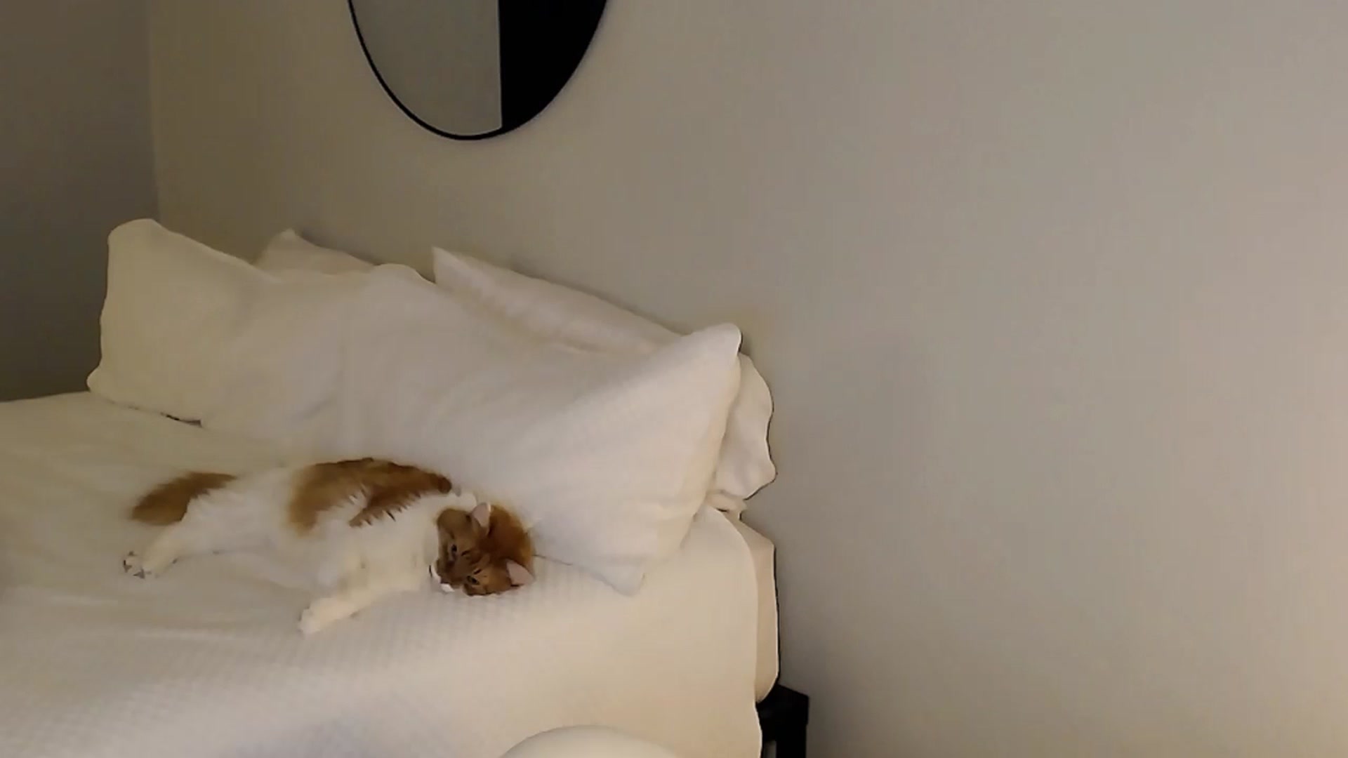 Gallery image thumbnail from Sassy_Nympho's myfreecams stream on, 11/30/2025, 05:22 image 1 of 20