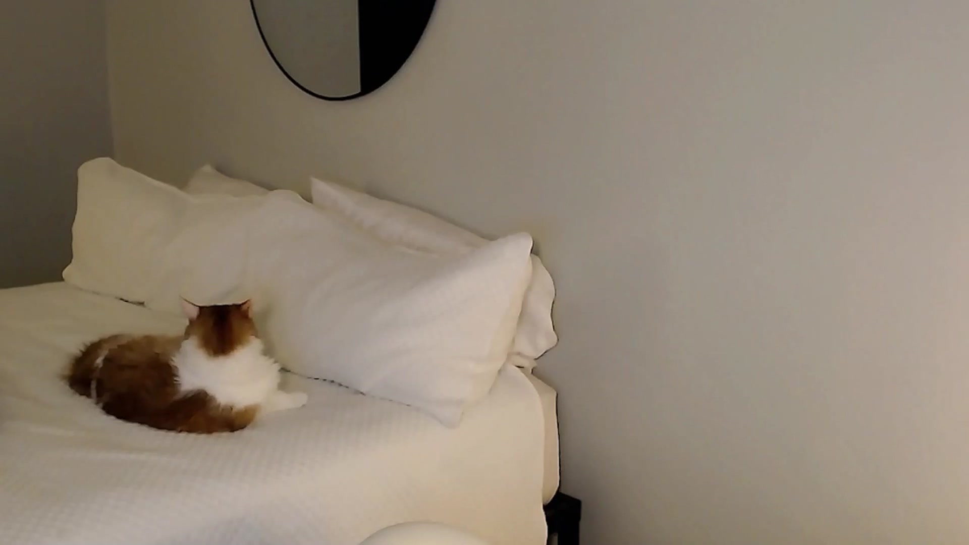 Gallery image thumbnail from Sassy_Nympho's myfreecams stream on, 11/30/2025, 05:22 image 2 of 20