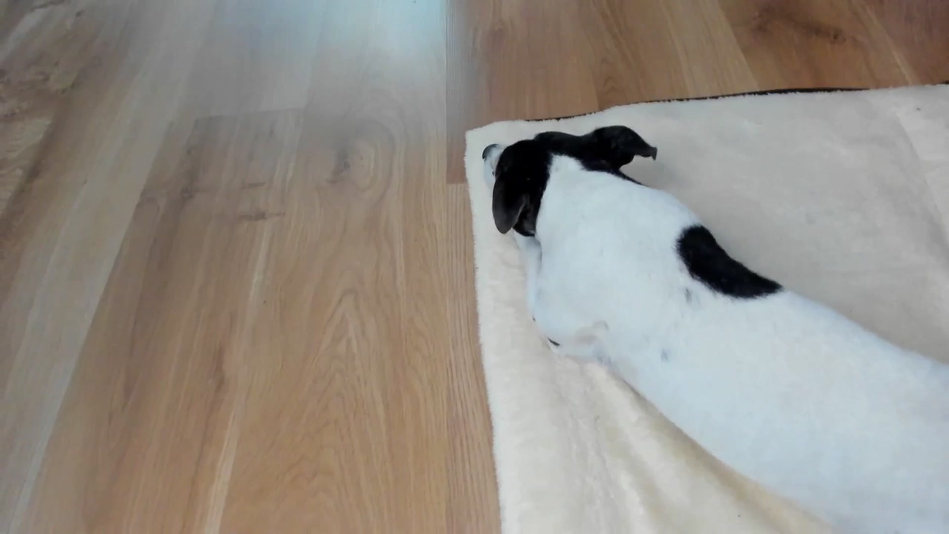 Gallery image thumbnail from SavannahMay's myfreecams stream on, 07/15/2023, 15:25 image 12 of 20