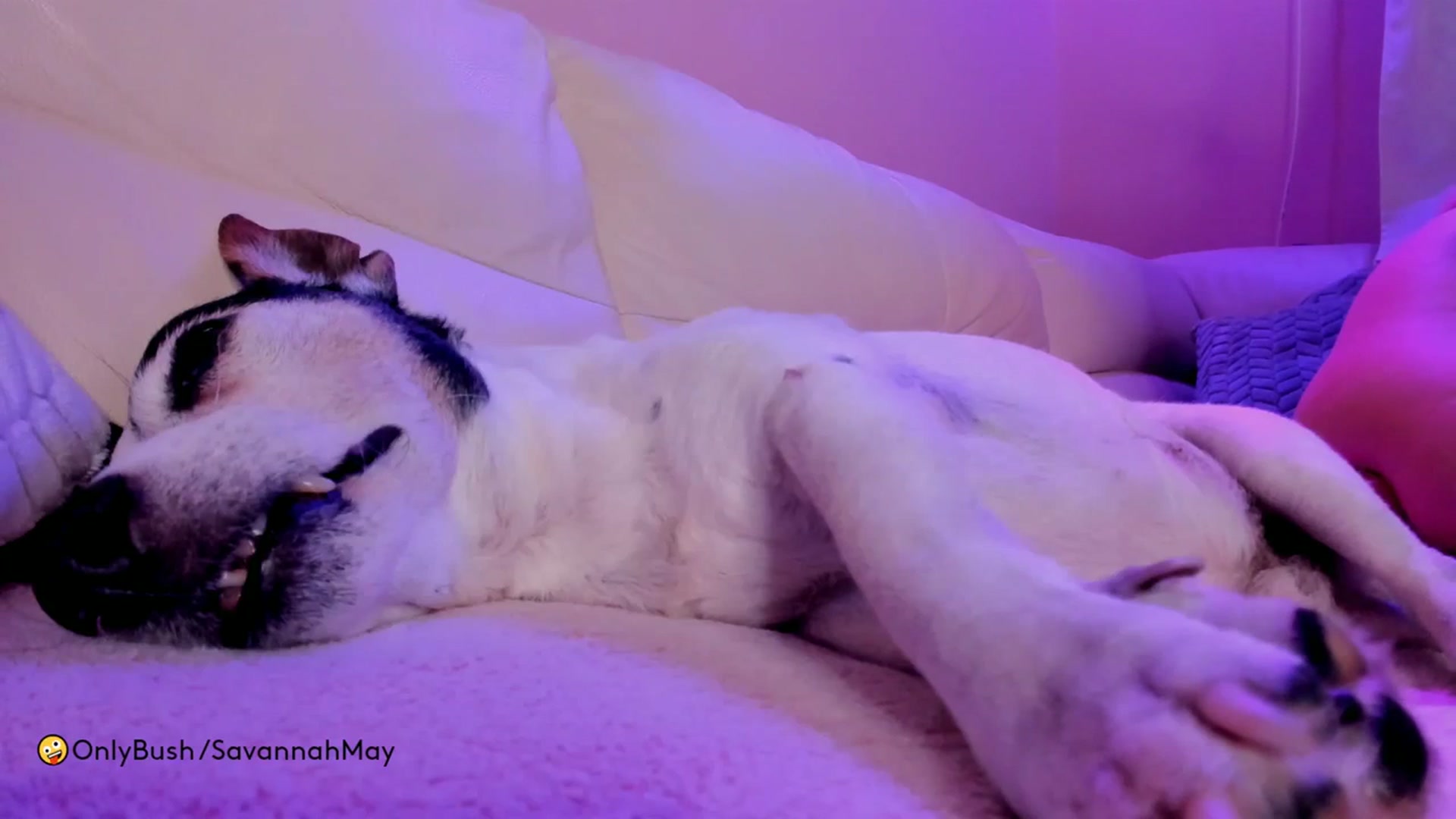 Gallery image thumbnail from SavannahMay's myfreecams stream on, 12/03/2023, 24:00 image 15 of 20