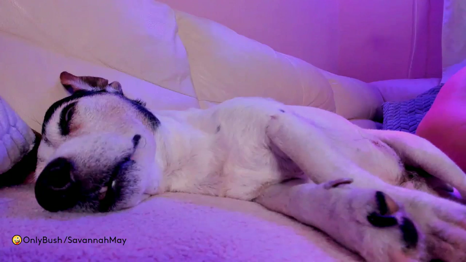 Gallery image thumbnail from SavannahMay's myfreecams stream on, 12/03/2023, 24:00 image 14 of 20
