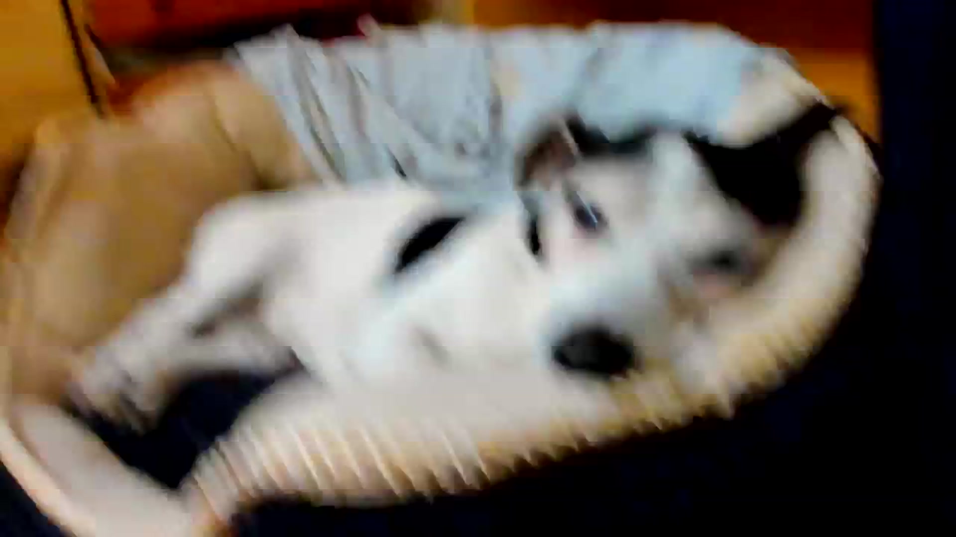 Gallery image thumbnail from SavannahMay's myfreecams stream on, 02/17/2024, 23:21 image 14 of 20