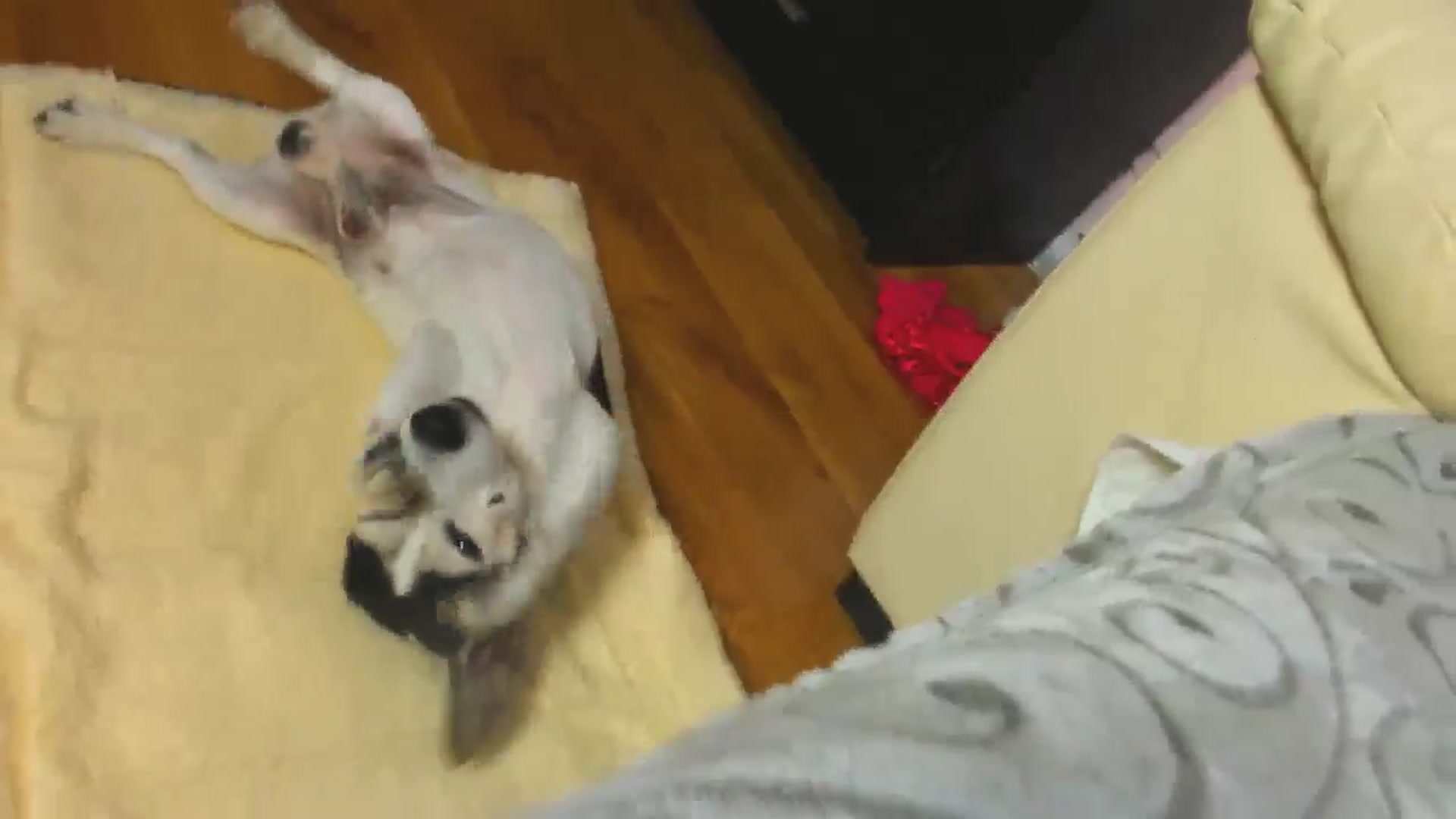 Gallery image thumbnail from SavannahMay's myfreecams stream on, 05/18/2024, 15:02 image 8 of 20