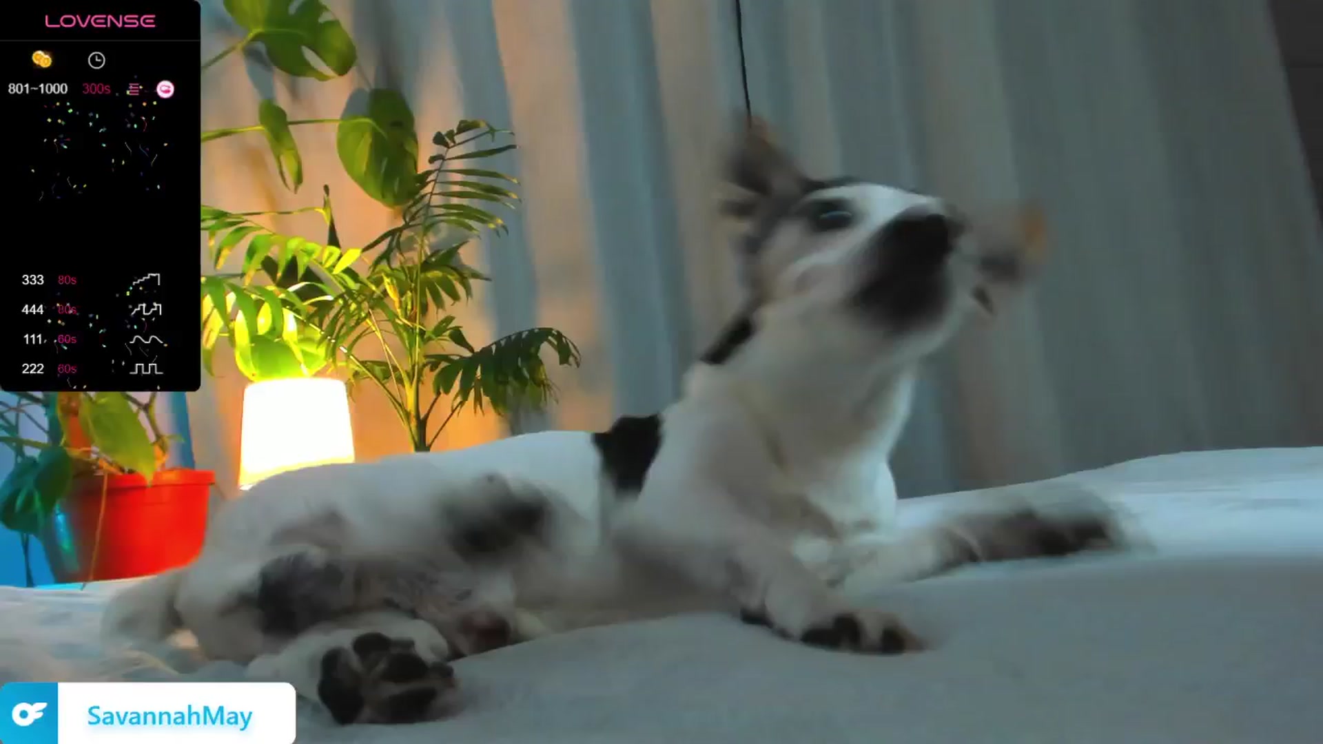 Gallery image thumbnail from SavannahMay's myfreecams stream on, 01/19/2025, 16:12 image 19 of 20