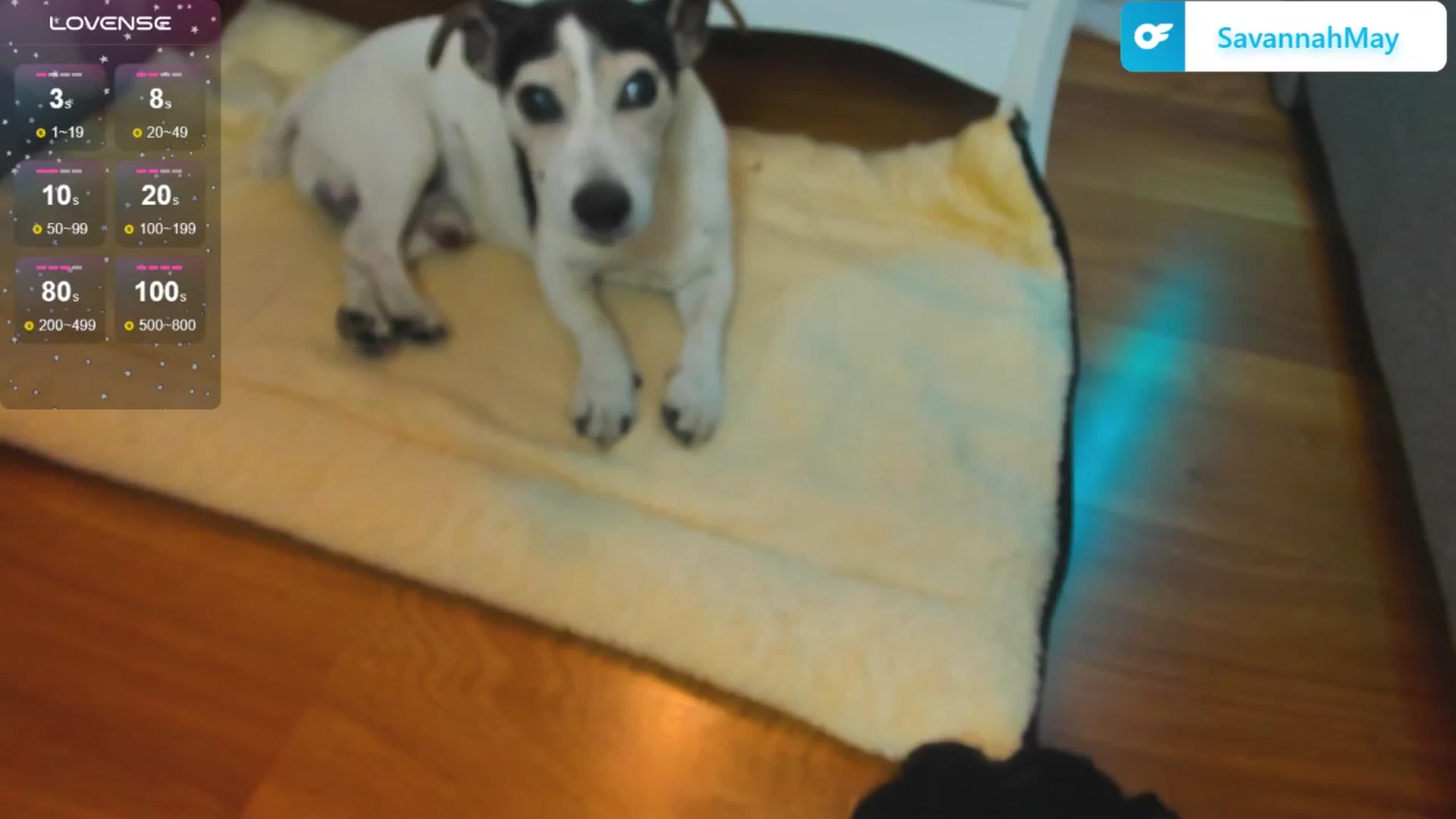 Gallery image thumbnail from SavannahMay's myfreecams stream on, 03/29/2025, 24:04 image 10 of 20