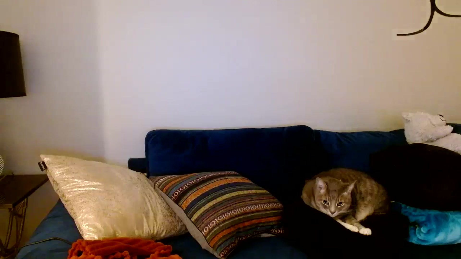 Gallery image thumbnail from Scar__lett's myfreecams stream on, 01/30/2024, 09:49 image 2 of 20