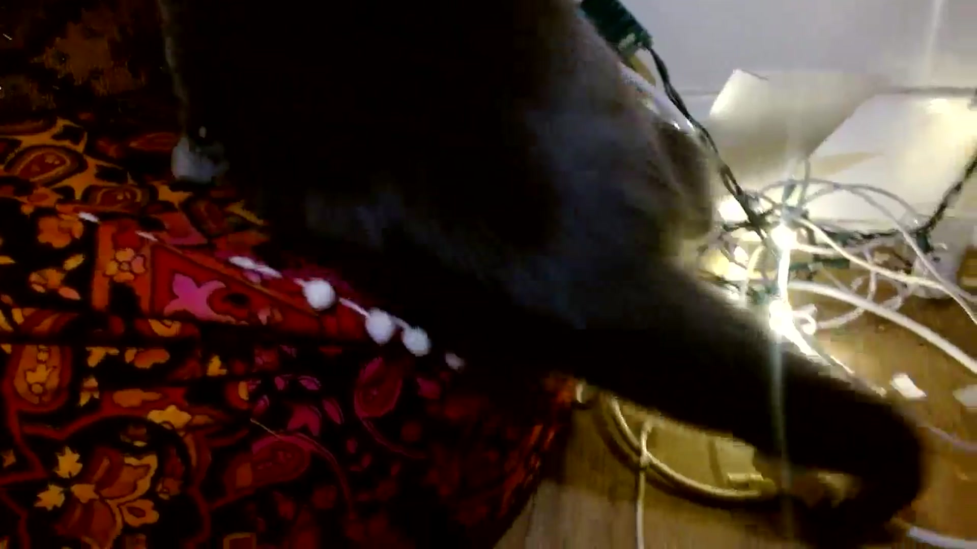 Gallery image thumbnail from Scar__lett's myfreecams stream on, 03/29/2025, 09:44 image 9 of 20