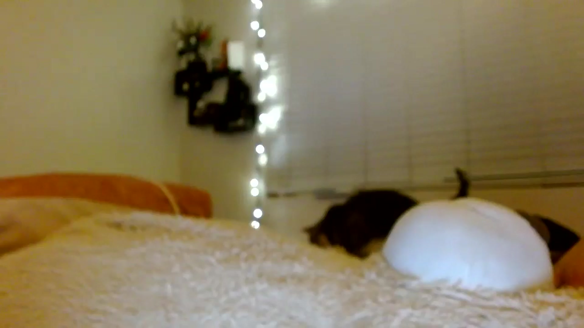 Gallery image thumbnail from Scar__lett's myfreecams stream on, 06/02/2025, 09:58 image 6 of 20