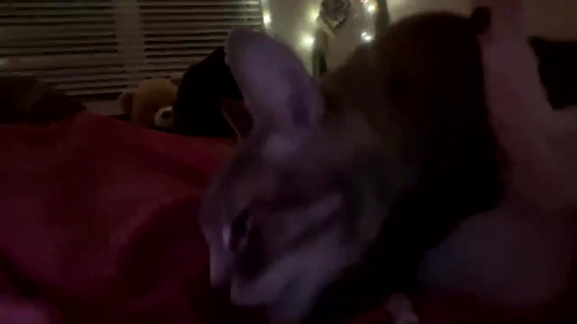 Gallery image thumbnail from Scar__lett's myfreecams stream on, 12/04/2025, 09:35 image 12 of 20