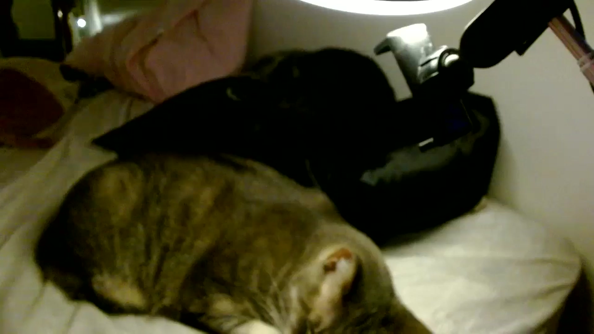 Gallery image thumbnail from Scar__lett's myfreecams stream on, 01/27/2026, 09:48 image 20 of 20