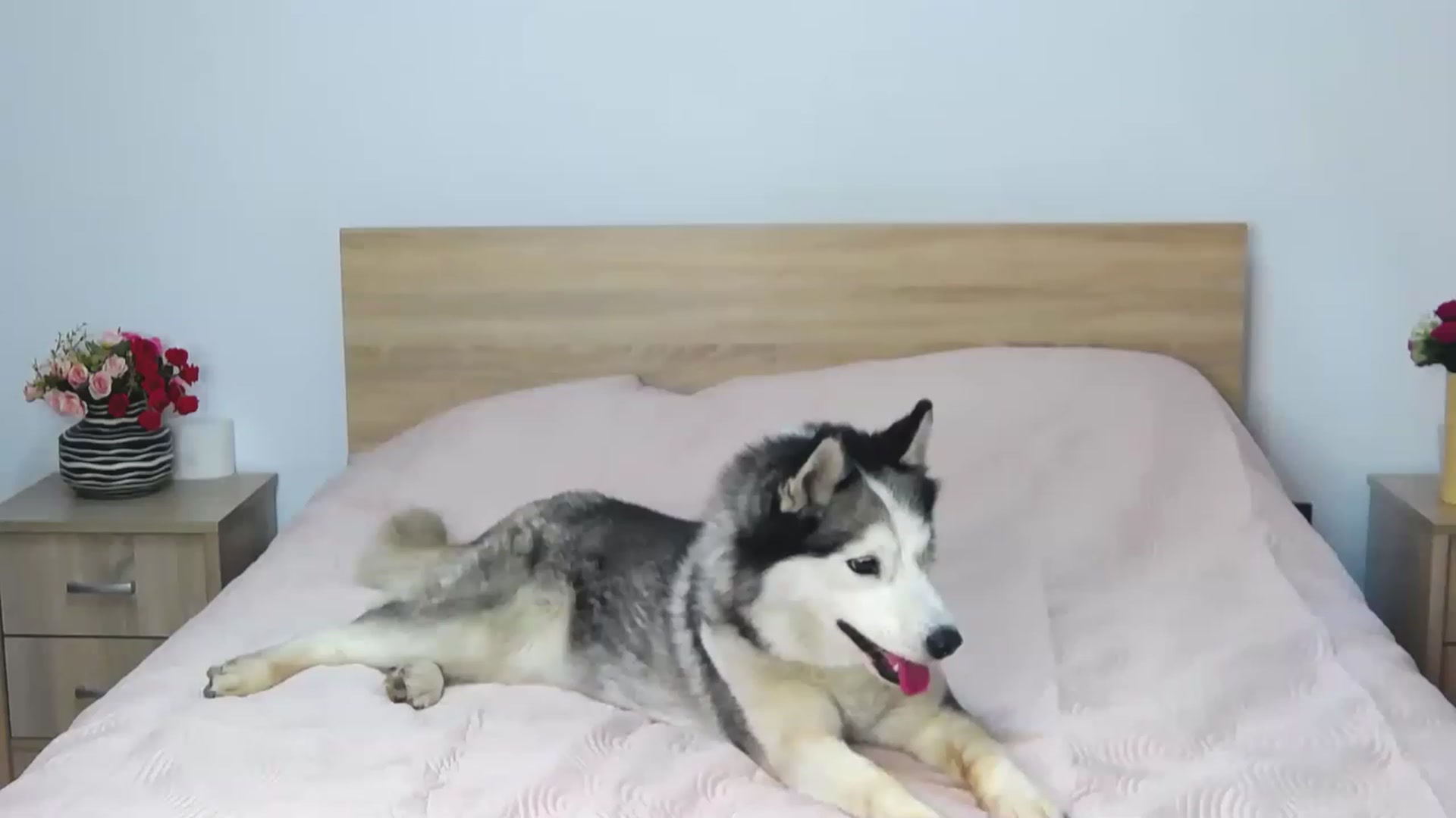 Gallery image thumbnail from SecretAmber's myfreecams stream on, 06/19/2023, 15:22 image 6 of 20