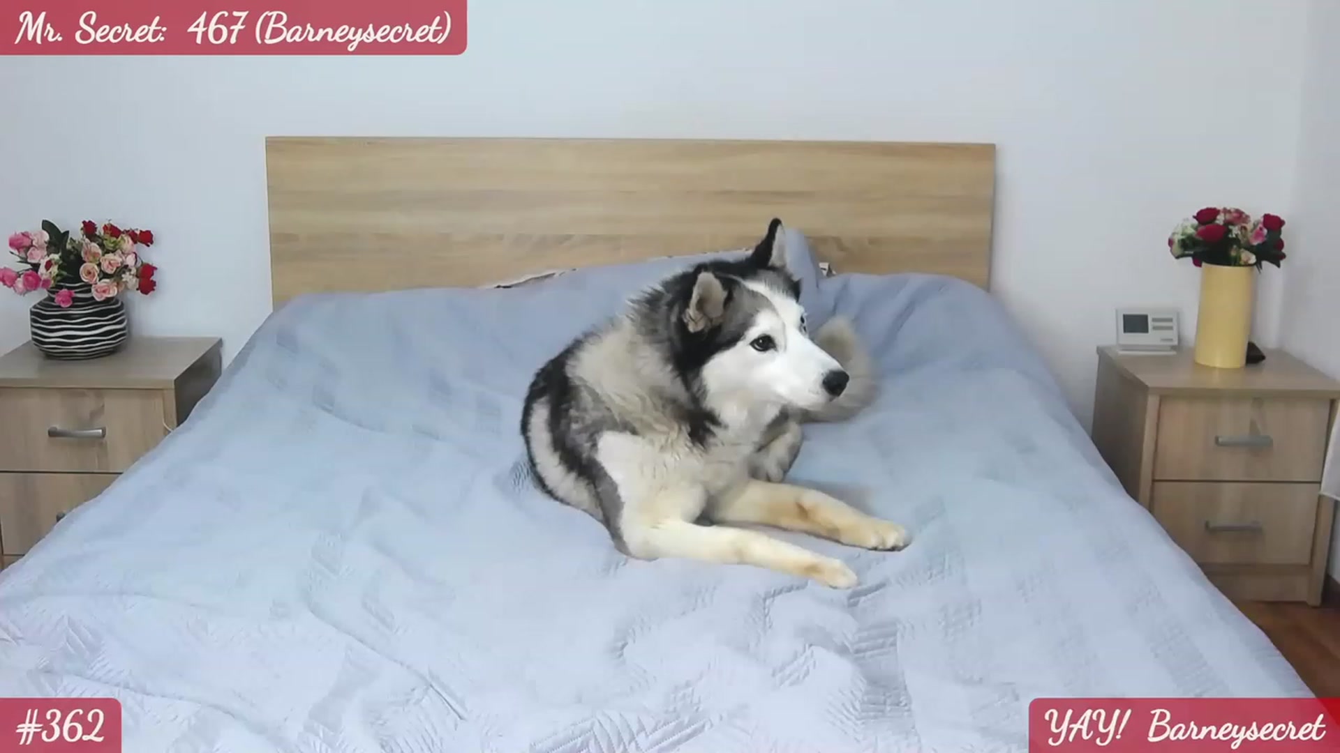 Gallery image thumbnail from SecretAmber's myfreecams stream on, 06/22/2023, 17:28 image 3 of 20