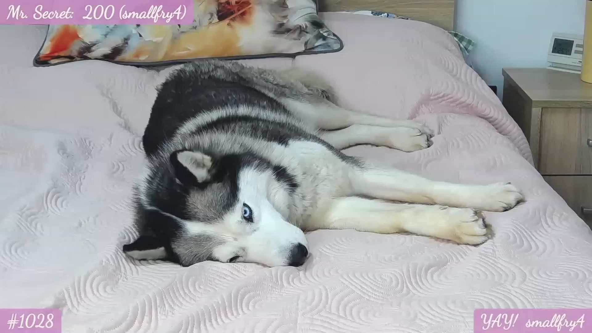 Gallery image thumbnail from SecretAmber's myfreecams stream on, 07/05/2023, 17:06 image 6 of 20