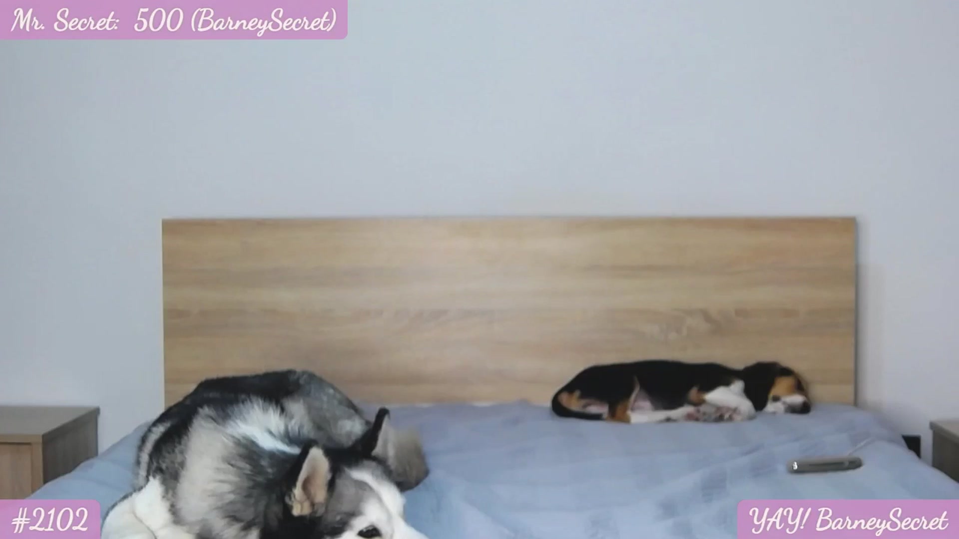 Gallery image thumbnail from SecretAmber's myfreecams stream on, 06/20/2024, 16:26 image 6 of 20