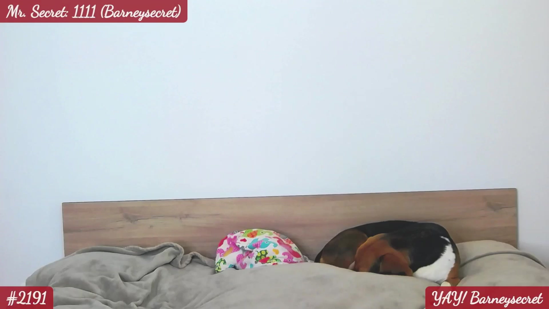 Gallery image thumbnail from SecretAmber's myfreecams stream on, 12/13/2025, 17:54 image 4 of 20