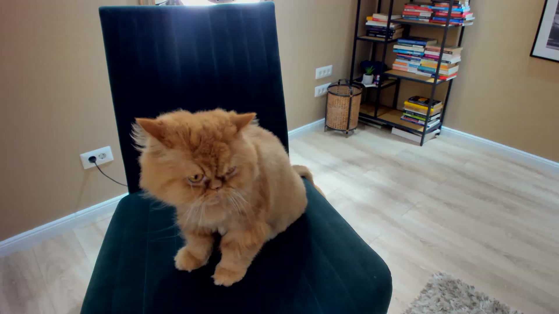 Gallery image thumbnail from SerenDYpity's myfreecams stream on, 03/12/2023, 01:58 image 2 of 20