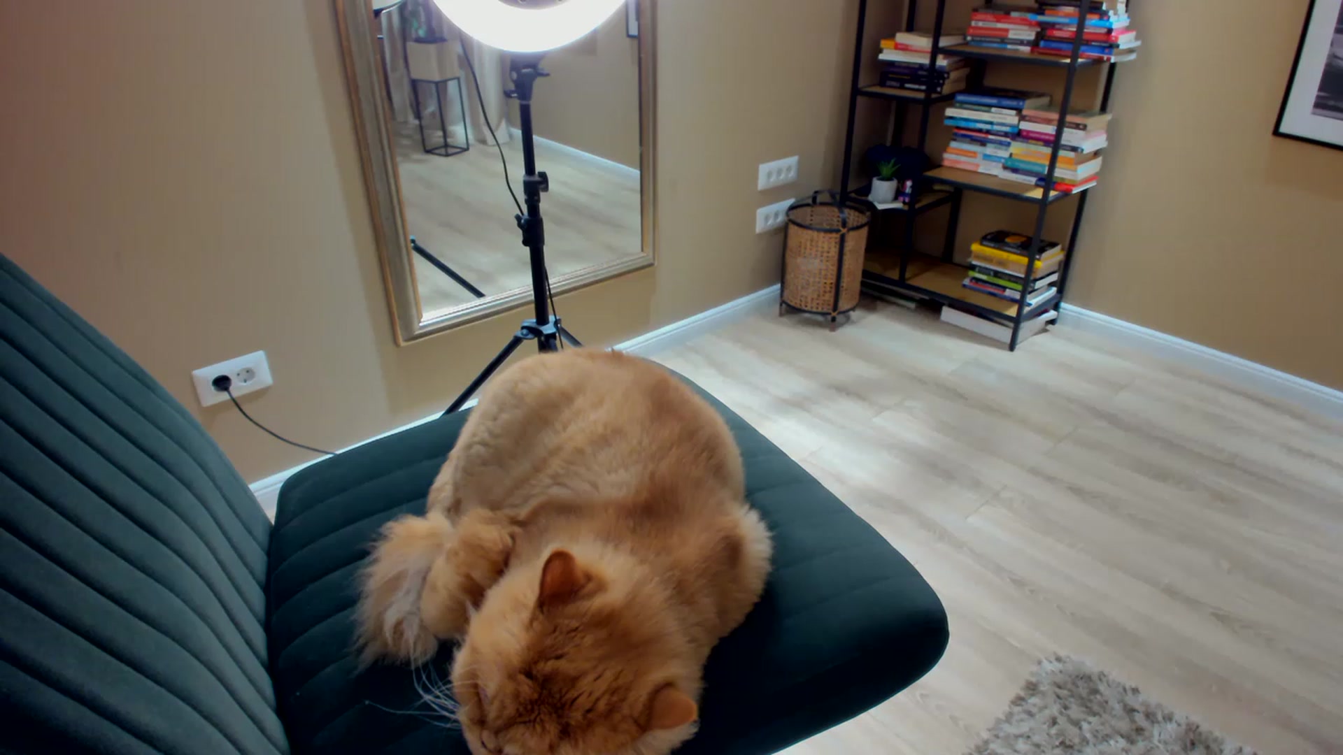 Gallery image thumbnail from SerenDYpity's myfreecams stream on, 03/12/2023, 01:58 image 3 of 20
