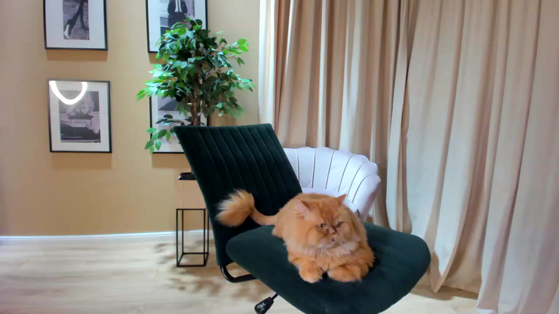 Gallery image thumbnail from SerenDYpity's myfreecams stream on, 04/07/2023, 19:08 image 18 of 20