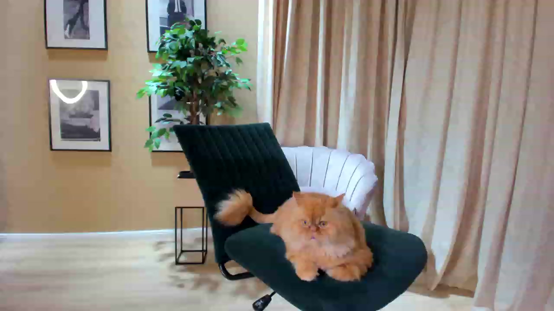 Gallery image thumbnail from SerenDYpity's myfreecams stream on, 04/07/2023, 19:08 image 19 of 20