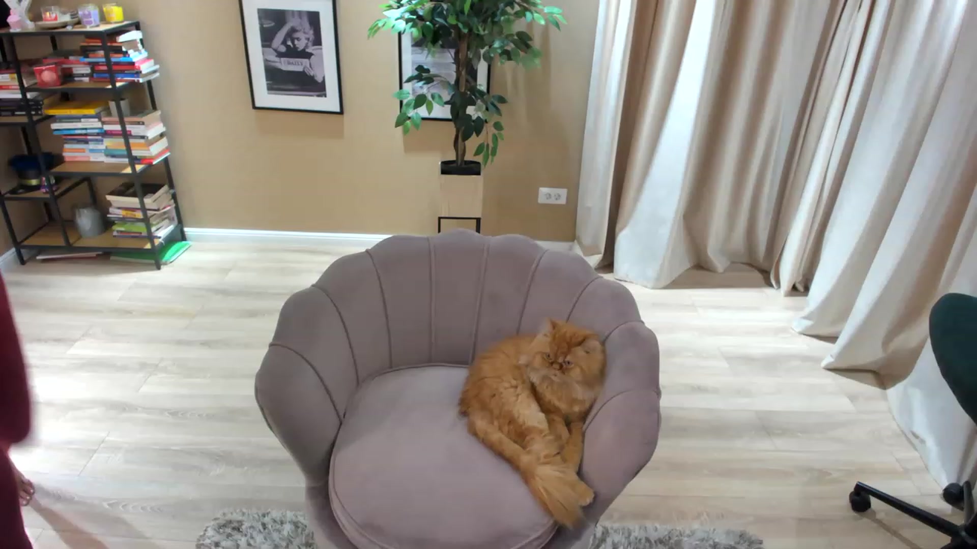 Gallery image thumbnail from SerenDYpity's myfreecams stream on, 05/06/2023, 19:25 image 1 of 20