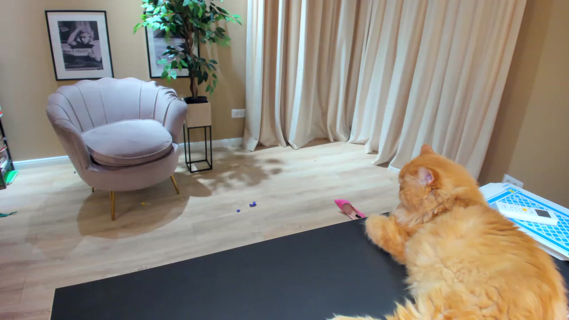 Gallery image thumbnail from SerenDYpity's myfreecams stream on, 05/07/2023, 21:45 image 11 of 20