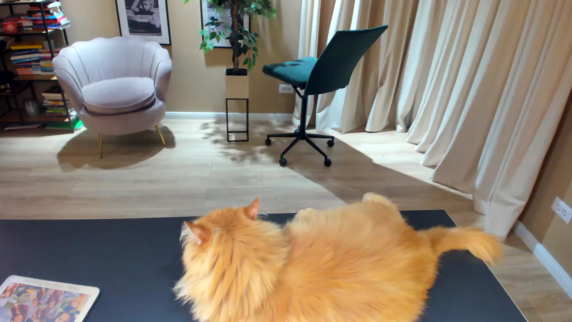 Gallery image thumbnail from SerenDYpity's myfreecams stream on, 05/10/2023, 20:11 image 3 of 20