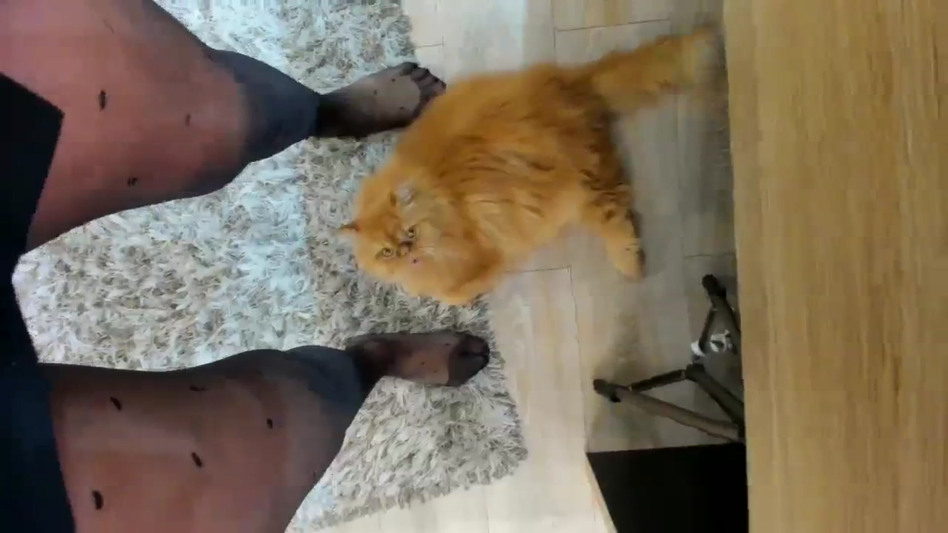 Gallery image thumbnail from SerenDYpity's myfreecams stream on, 11/02/2023, 20:46 image 11 of 20