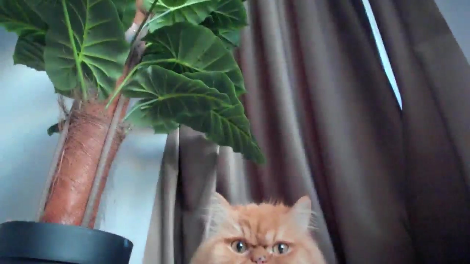 Gallery image thumbnail from SerenDYpity's myfreecams stream on, 07/22/2024, 18:22 image 16 of 20