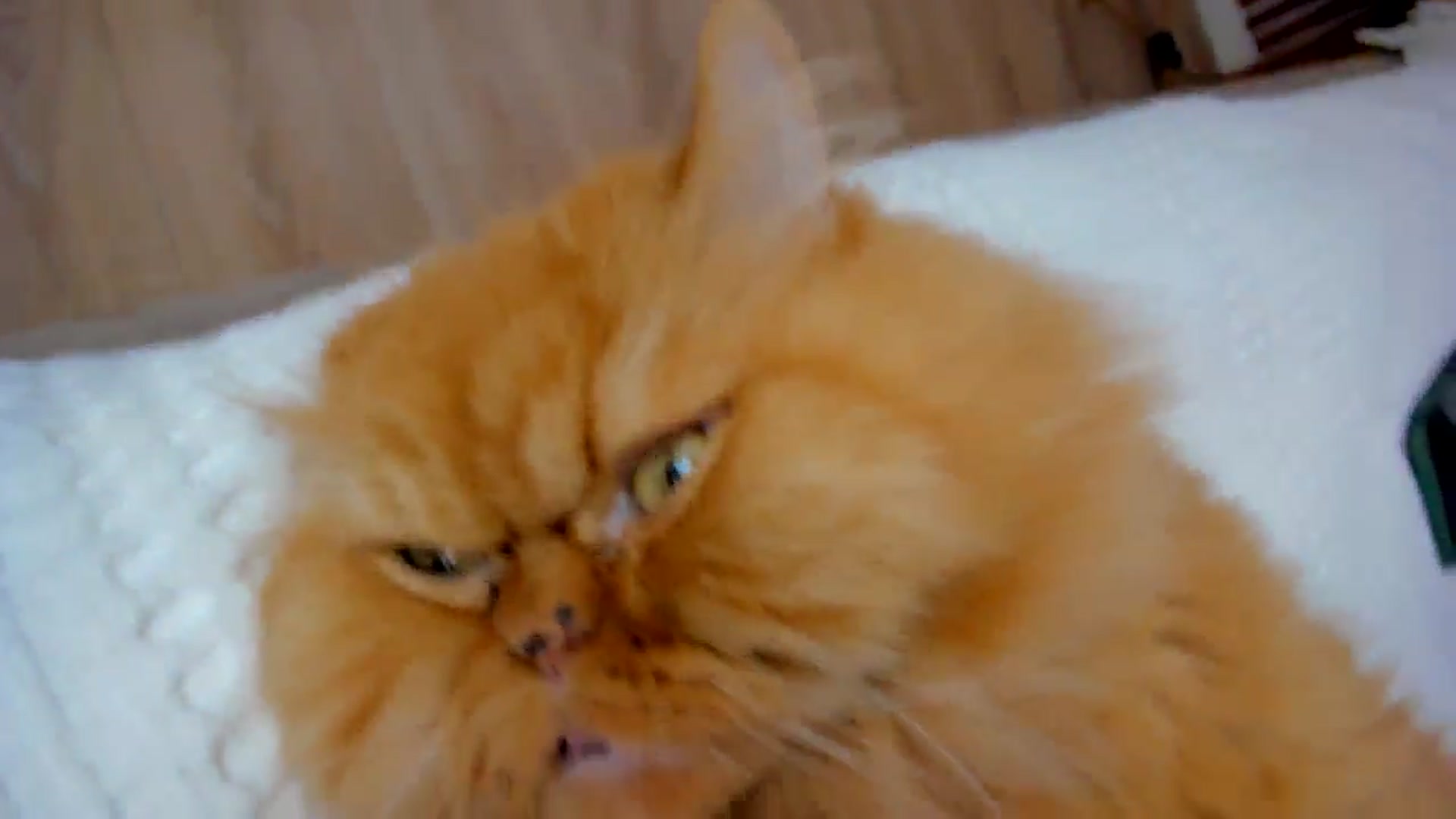 Gallery image thumbnail from SerenDYpity's myfreecams stream on, 07/25/2024, 20:36 image 17 of 20